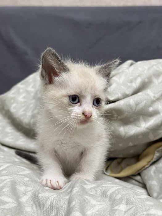 Отдам месячных котят
