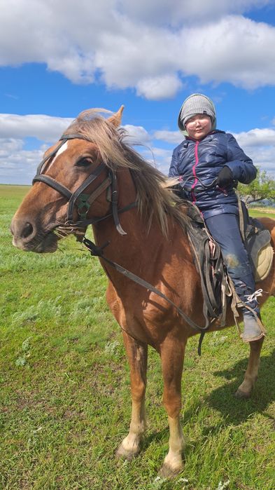 Верховой упитанный конь