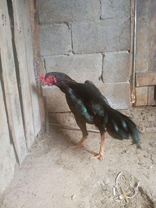 Ассаламу Алейкум! Продам Шамо