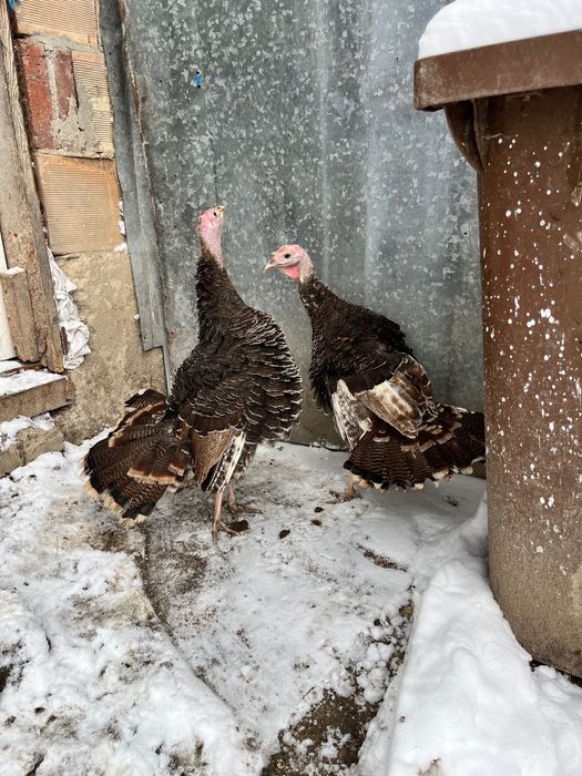 Продават се пуйки