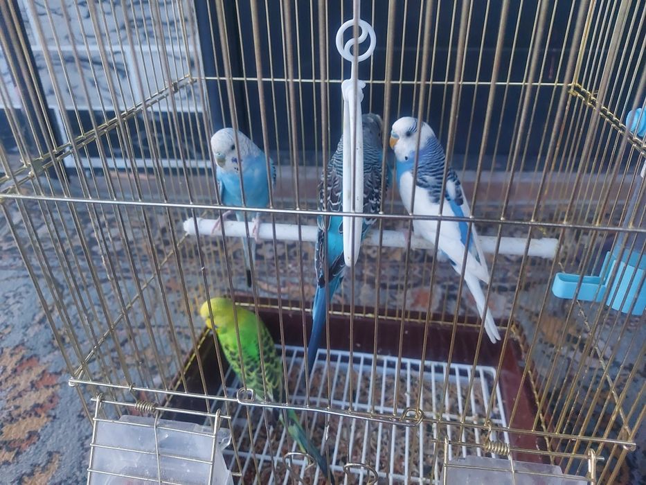 Папугай волнистики 4шт