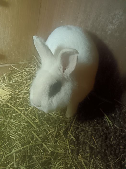 Продам кроликов декоративных.