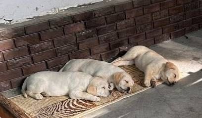 Лабрадор-Ретривер