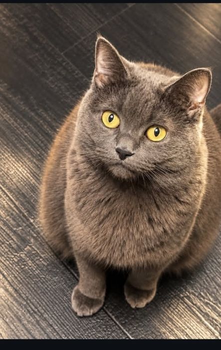 Передержка кошек