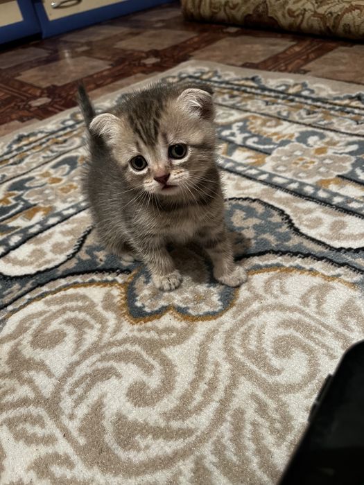 Котенок вислаухий шотланский