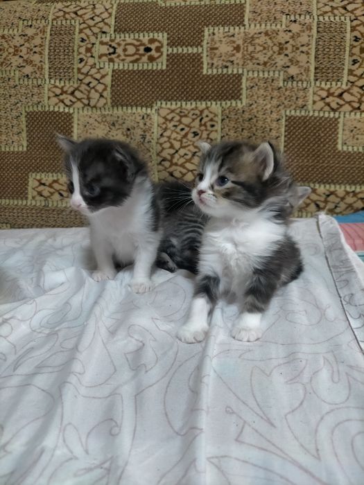 Котята в добрые руки