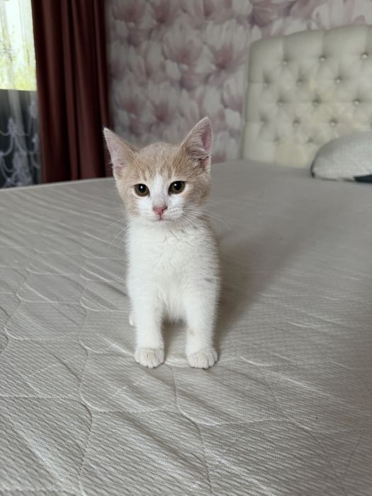 Котята в добрые м любящие руки