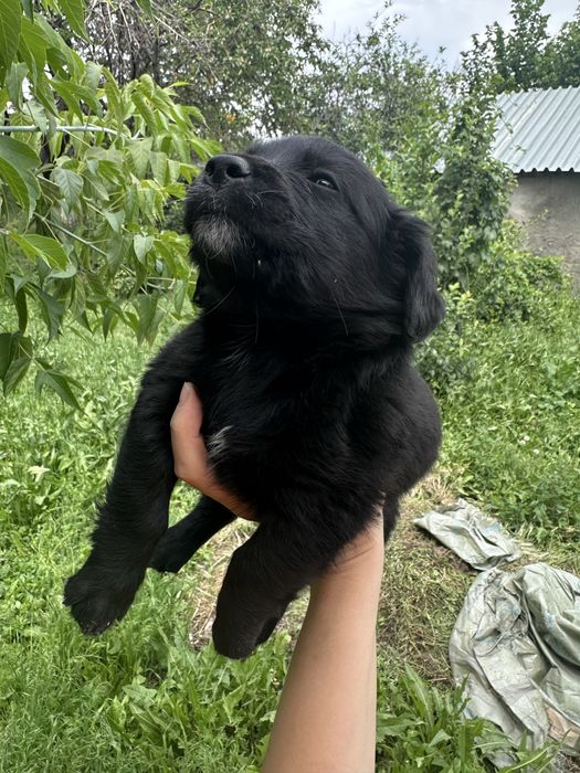 Милейщий щенок ищет дом