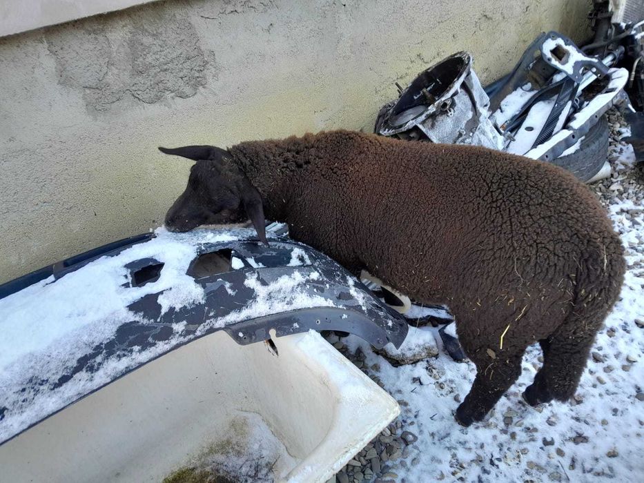 De vanzare berbecuți si berbec rasă de carne