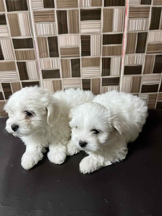 Ofer spre adoptie 2 bichoni