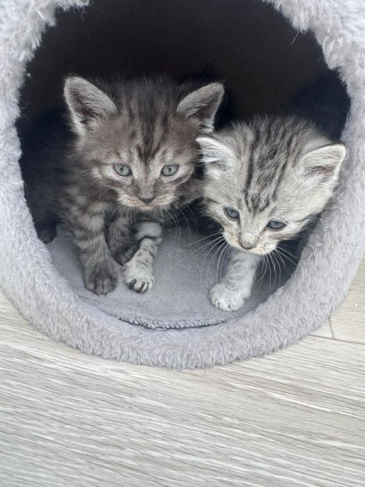 Продаются британские котята