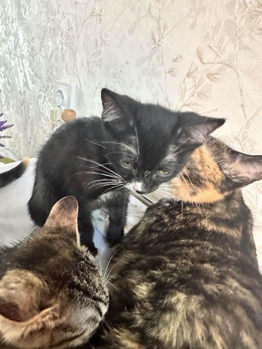 Котята в хорошие руки