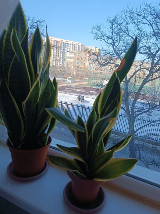 Алоэ Вера лечебный 10 лет. Листья