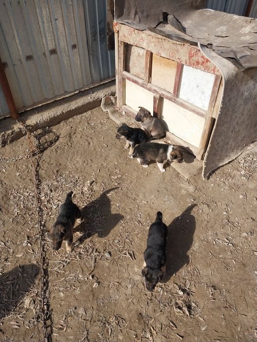 Продам щенят овчарки