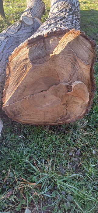 Bustean de nuc diametru 50