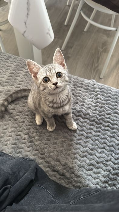 Отдам котенка девочку