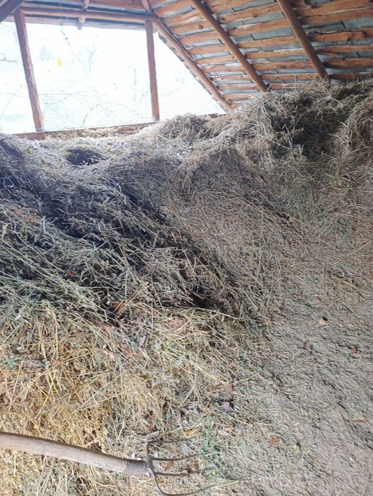Vând lucernă și fân