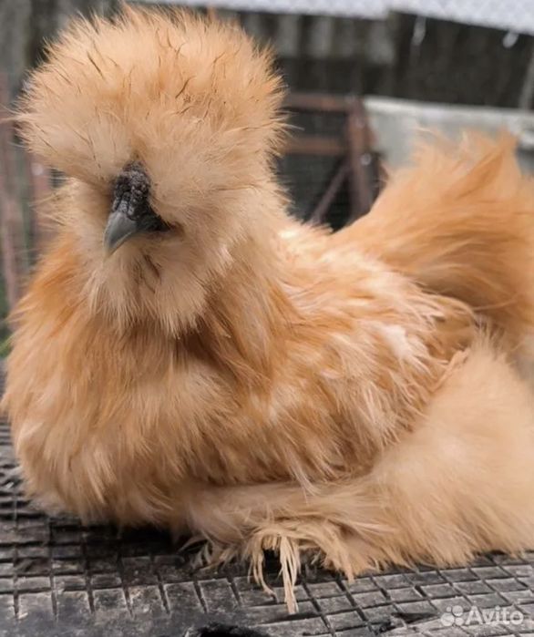 Американский шолк жужалар бор 1.5 ойликлари