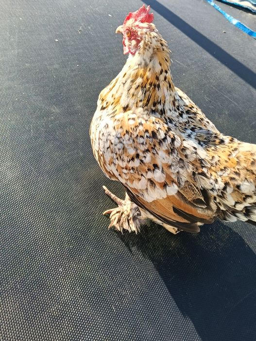 Vând găină americană