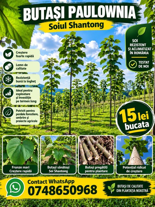 Butași Paulownia