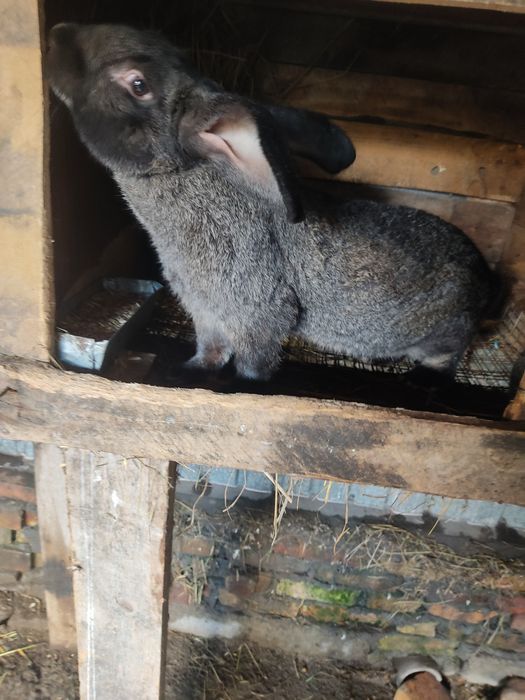 Продам громадного крола Великана