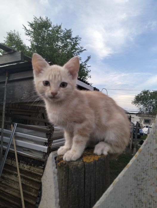 Отдадим кота в добрые руки!