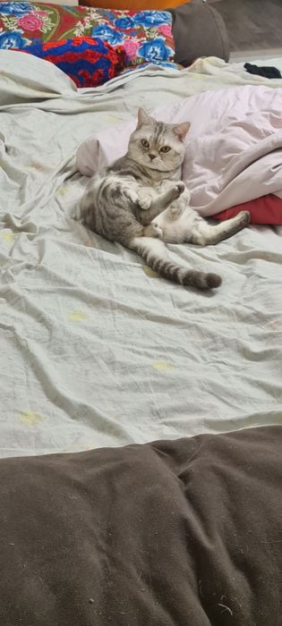 Ищем кошку для вязки