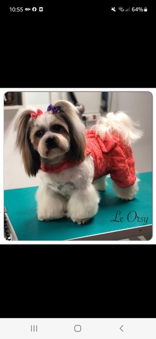 Coafură canina le orsy (alfa)