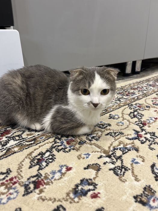 Срочно отдам кота