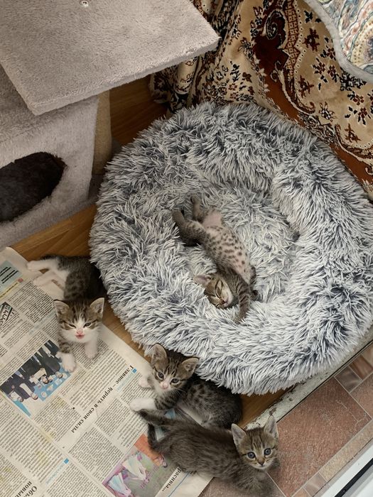 Кошка Шотландский БЕСПЛАТНО