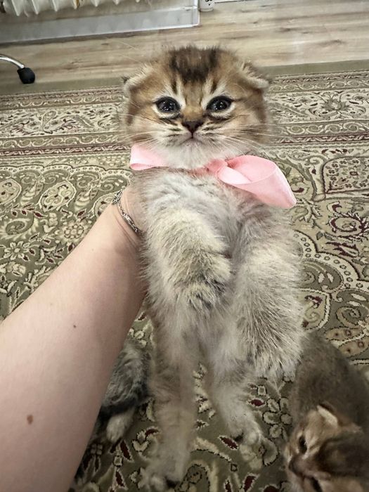 Продаю котенок дети золотая шиншилла + скоттиш-фолд