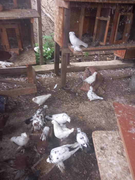 Vind porimbei uriasi maghiari side anul acesta si maturi pretu in prum