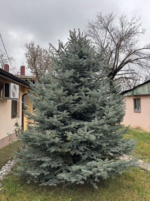 Brad natural argintiu 4 metri Iasi