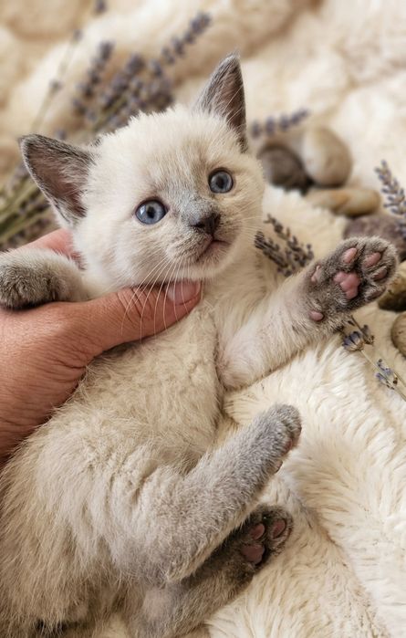 Шотландский кошки