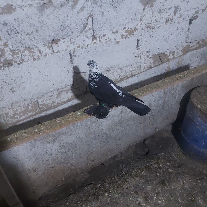 Соч  голубка  лет игра