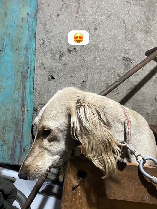 Продам тазы сука