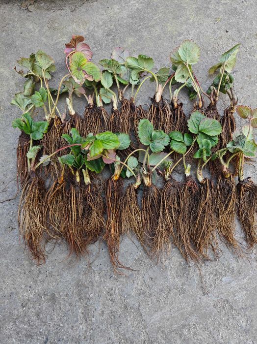 Целогодишни ягоди Монтерей – на гол корен