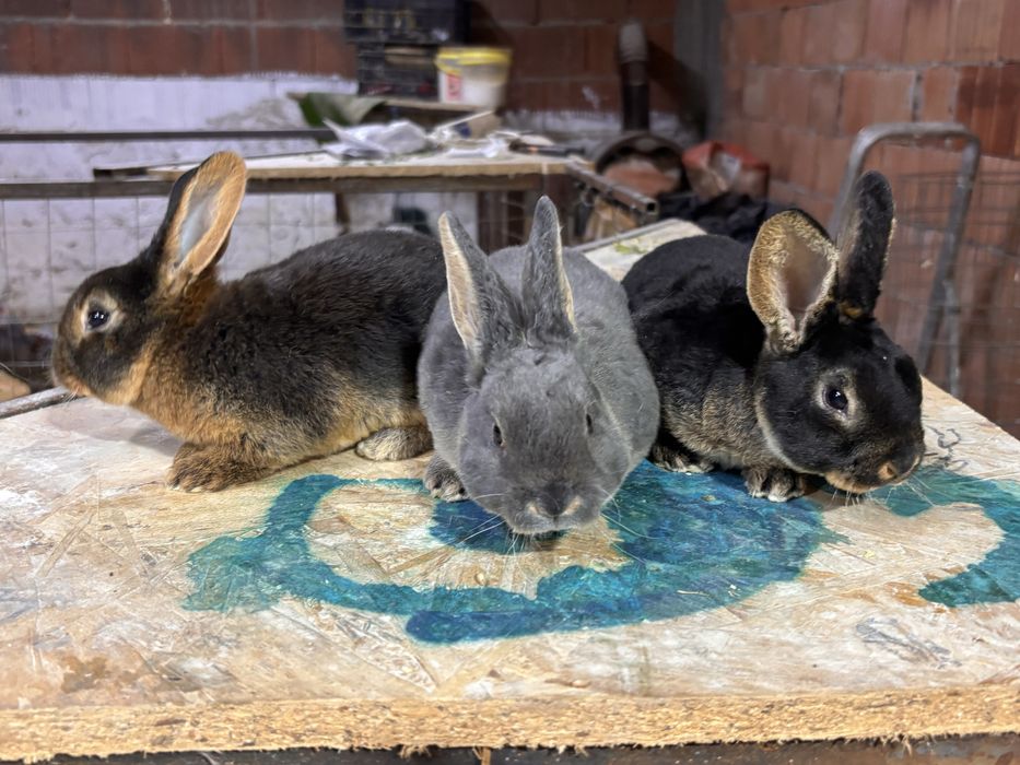 Iepurasi rex loh negru si albastru