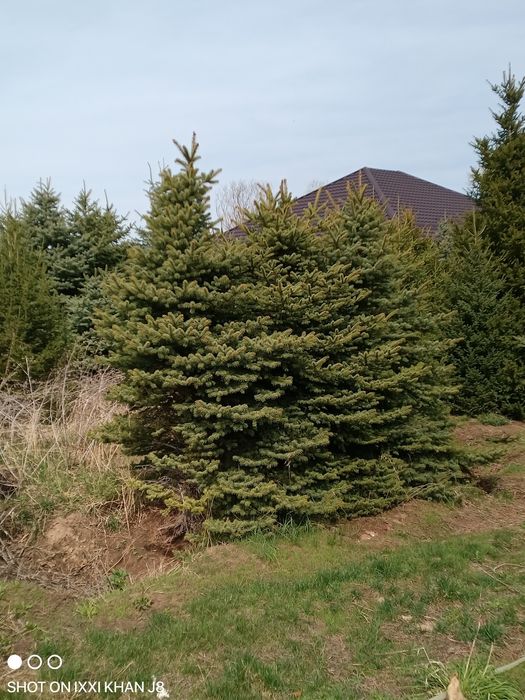 Срочно продам самовывоз