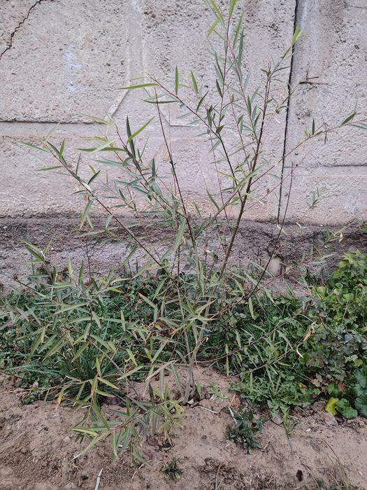 Саженца молодой Ивы