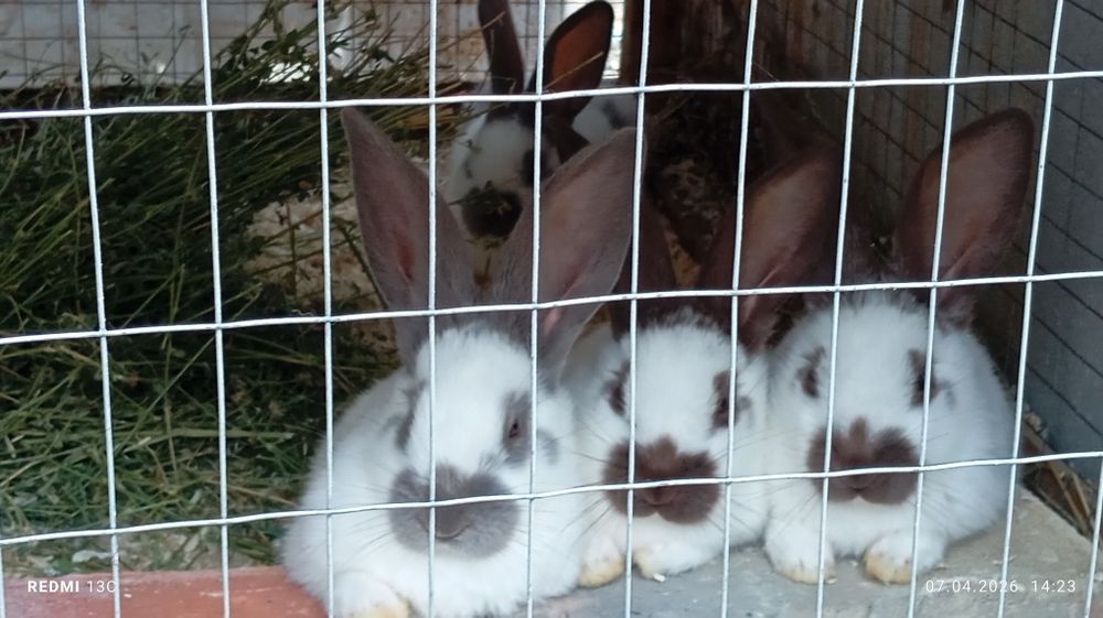 Strakach quyonlarimiz sotiladi