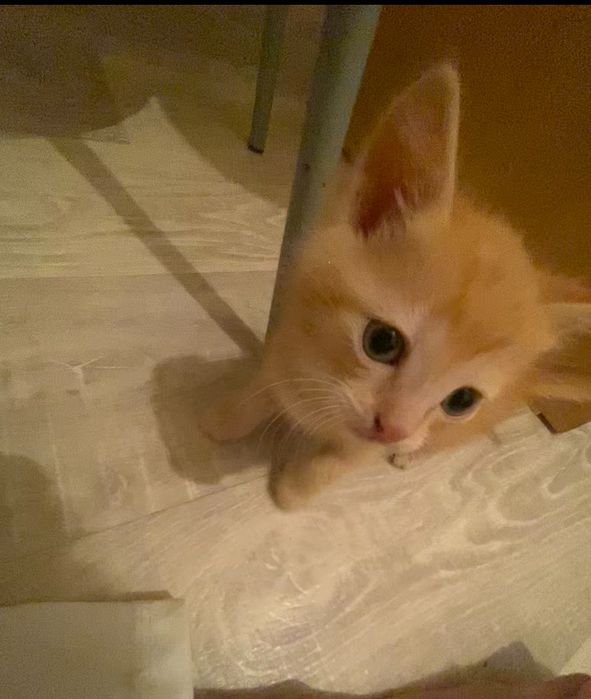 Отдам котенка в добрые руки