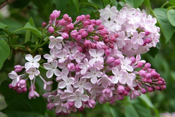 Liliac altoit galben/ rosu/mov cu alb/ roz cu alb 50 lei