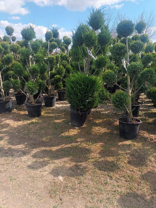 Mesteacan tei leilandi bambus catalpa laur