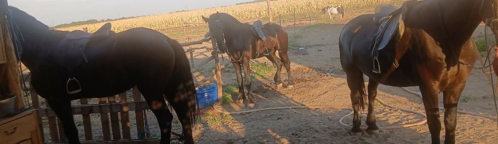 armasar  si iepe frizian / friesian