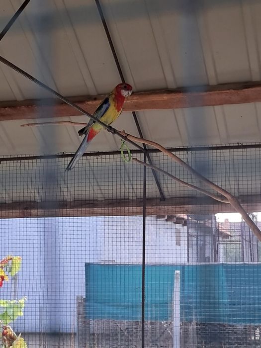 Papagal Rosella cocos