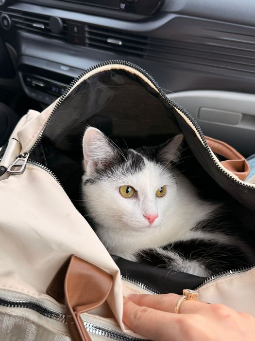 Кошка 11 месяцев