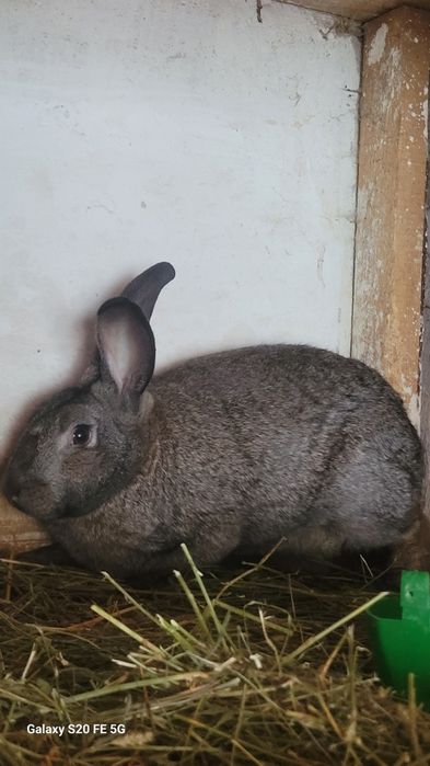 Vand iepuroaice gestante