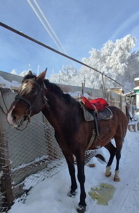 Айғыр жол жорға.