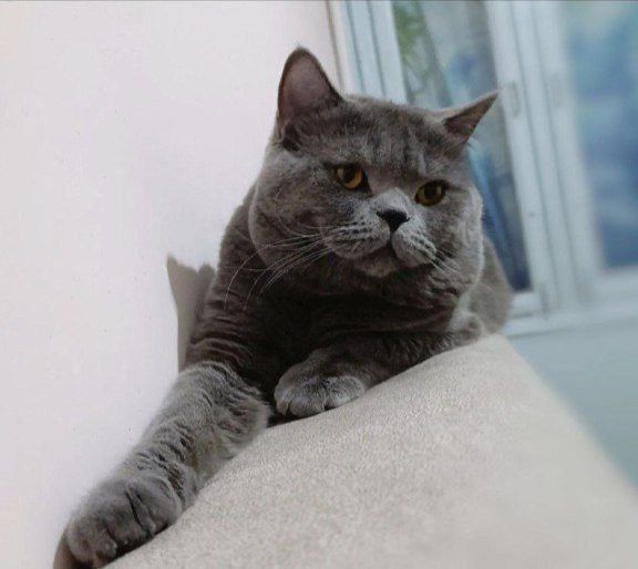 Mushuk sotiladi skottish straight o'gil bola